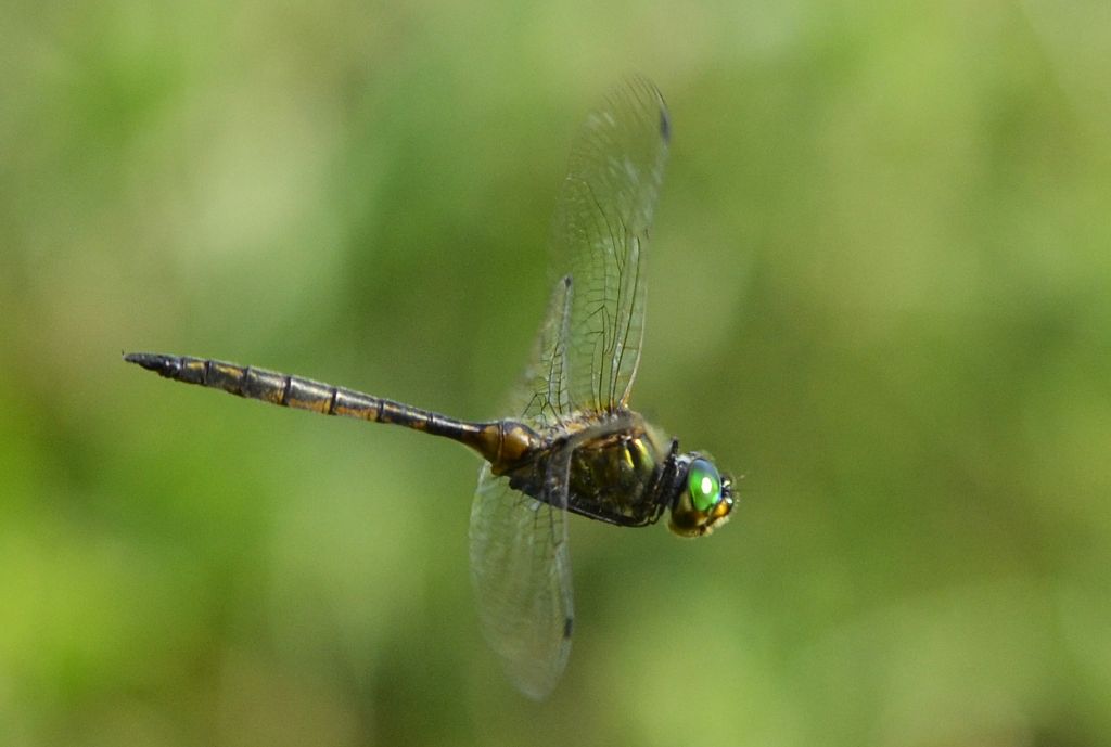 Somatochlora flavomaculata